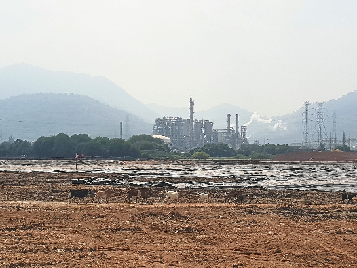 Goats stroll along the expansion site of Lotte Chemical’s petrochemical plant.