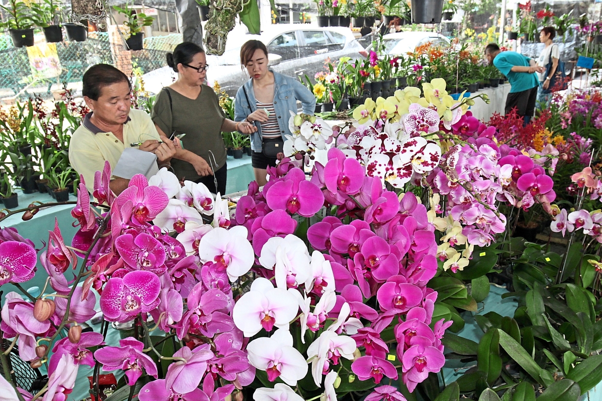 Plant Nursery In Penang / C O Plants Nursery Mas Hwy Taman Guan Joo