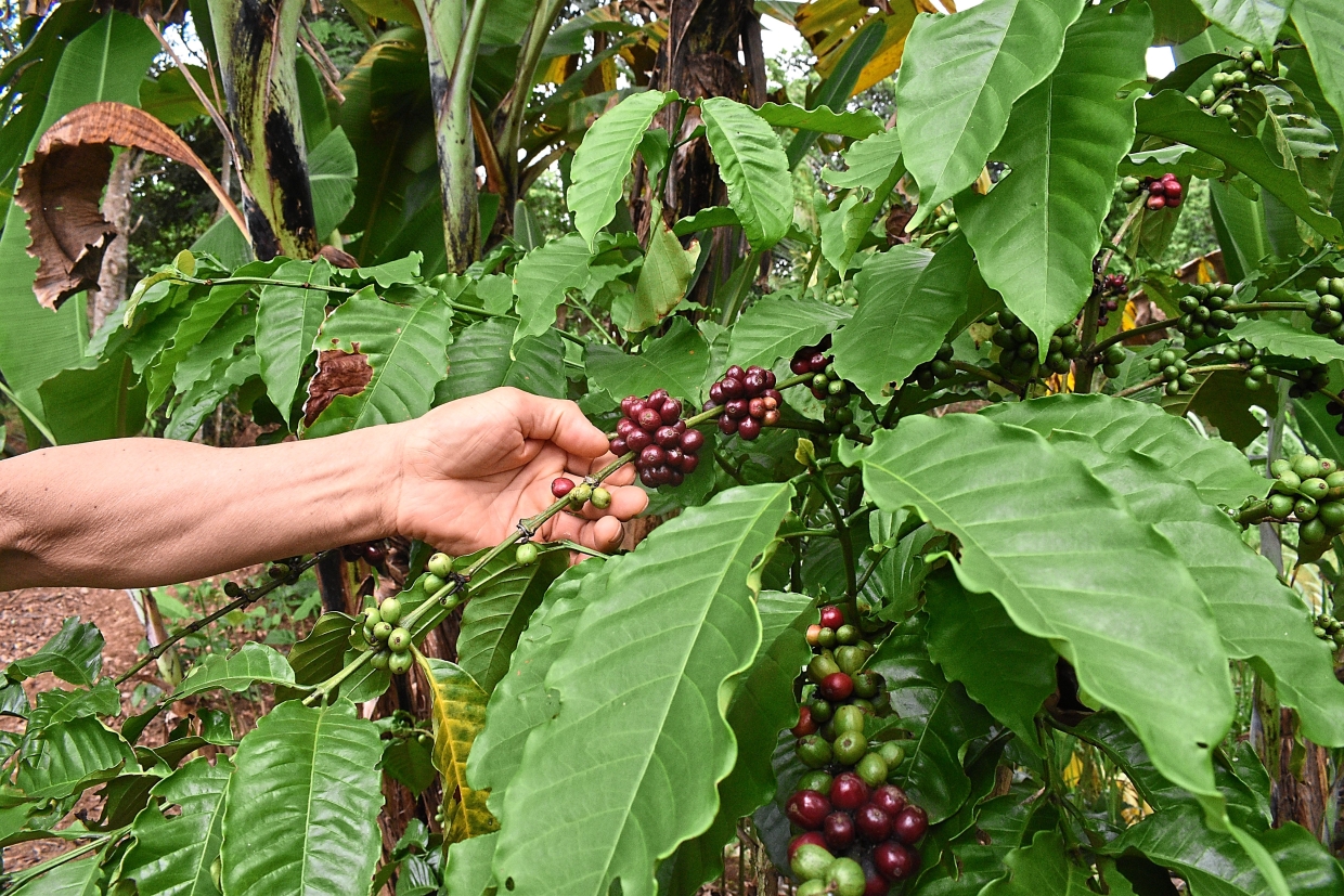 Ripening coffee beans on his land.