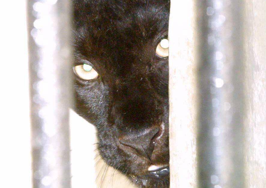 Wakanda Forever: Panther spotted prowling near Dungun homes  The Star