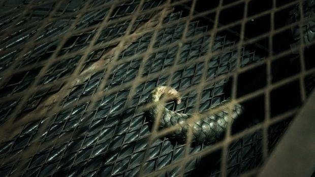 Due to high demand for its meat and scales, pangolins are often poached and sold to syndicates, who then smuggle the animal across borders to China and other markets. PHOTO: Elroi Yee/R.AGE