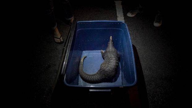 A pangolin rescued from an online wildlife trader during GERC investigations. The pangolin was later released into the jungle by Perhilitan. - PHOTO: Elroi Yee / R.AGE