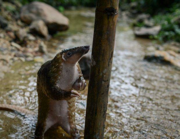 Relatively little is known about the elusive pangolin, as their shy and nocturnal nature makes it difficult for researchers to study them. PHOTO: Elroi Yee / R.AGE