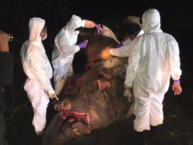 The post-mortem exam being carried out on the carcass of the elephant that was shot about 70 times by poachers before it died and its tusks removed.