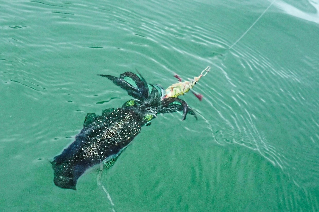 The lure of squid jigging The Star