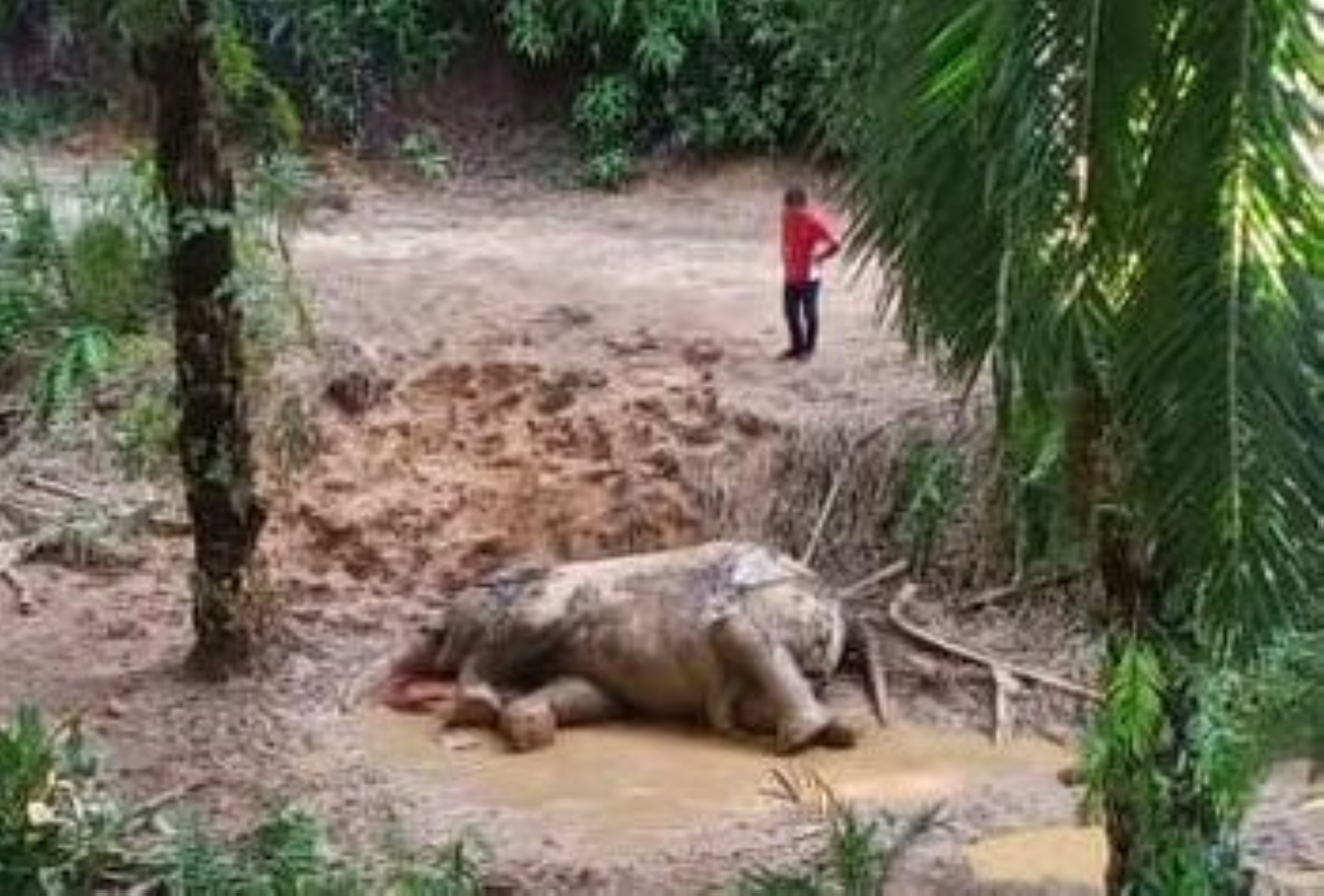 Security guard detained after another pygmy elephant found dead with