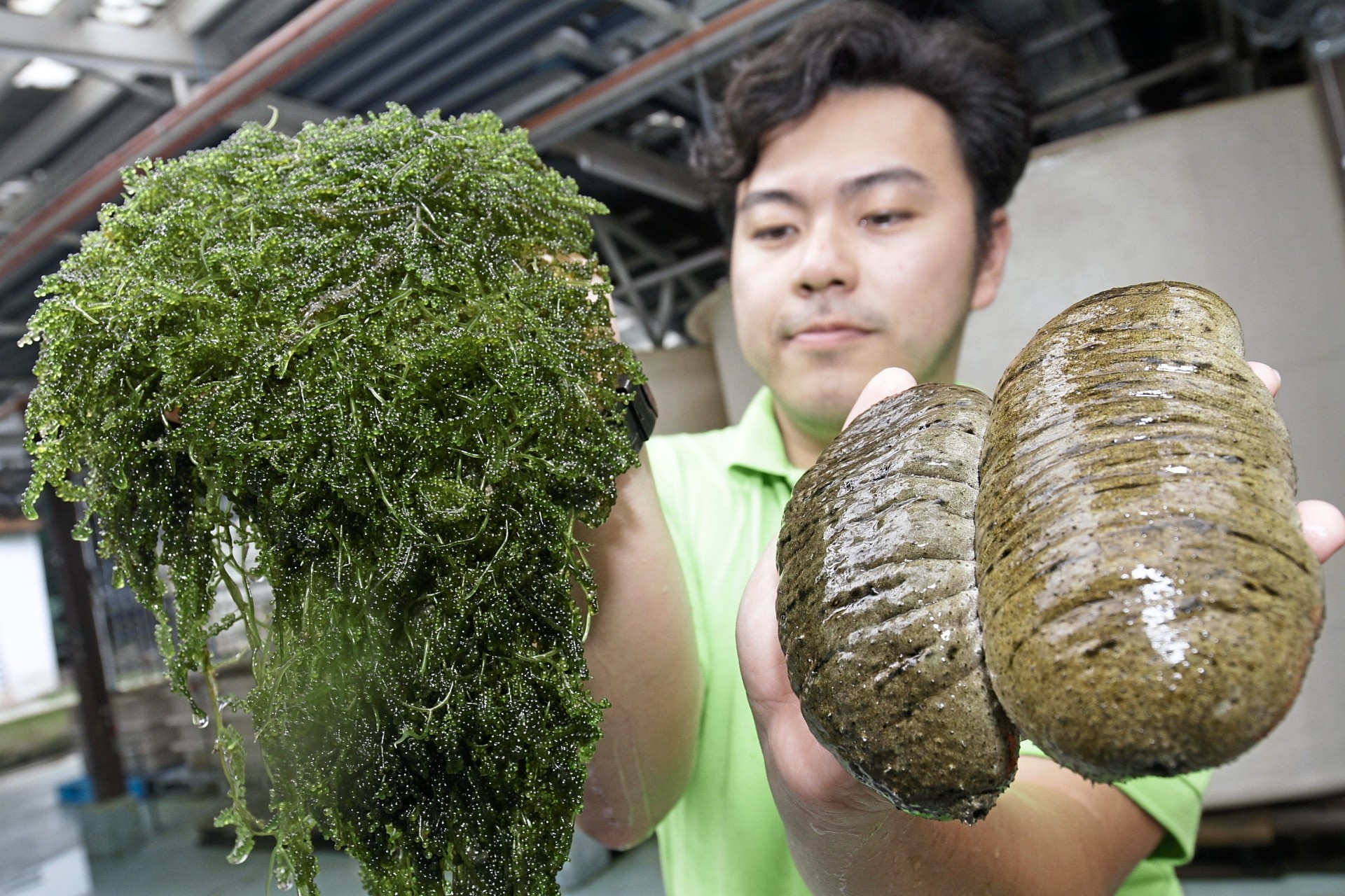 Growing seaweed to save the coast The Star