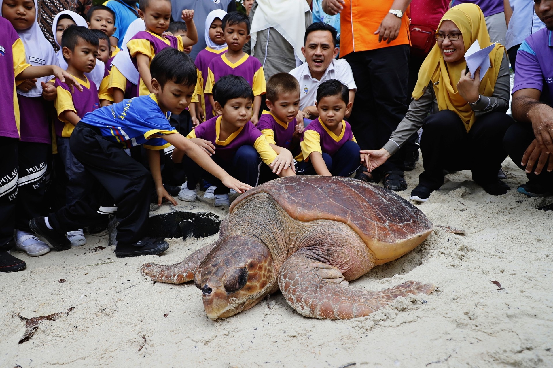 The loggerhead turtle being released into the water after it was rescued by a fishermen when it got snared in an abandoned trawler\'s net two months ago at Balik Pulau, Penang. LIM BENG TATT/The Star
