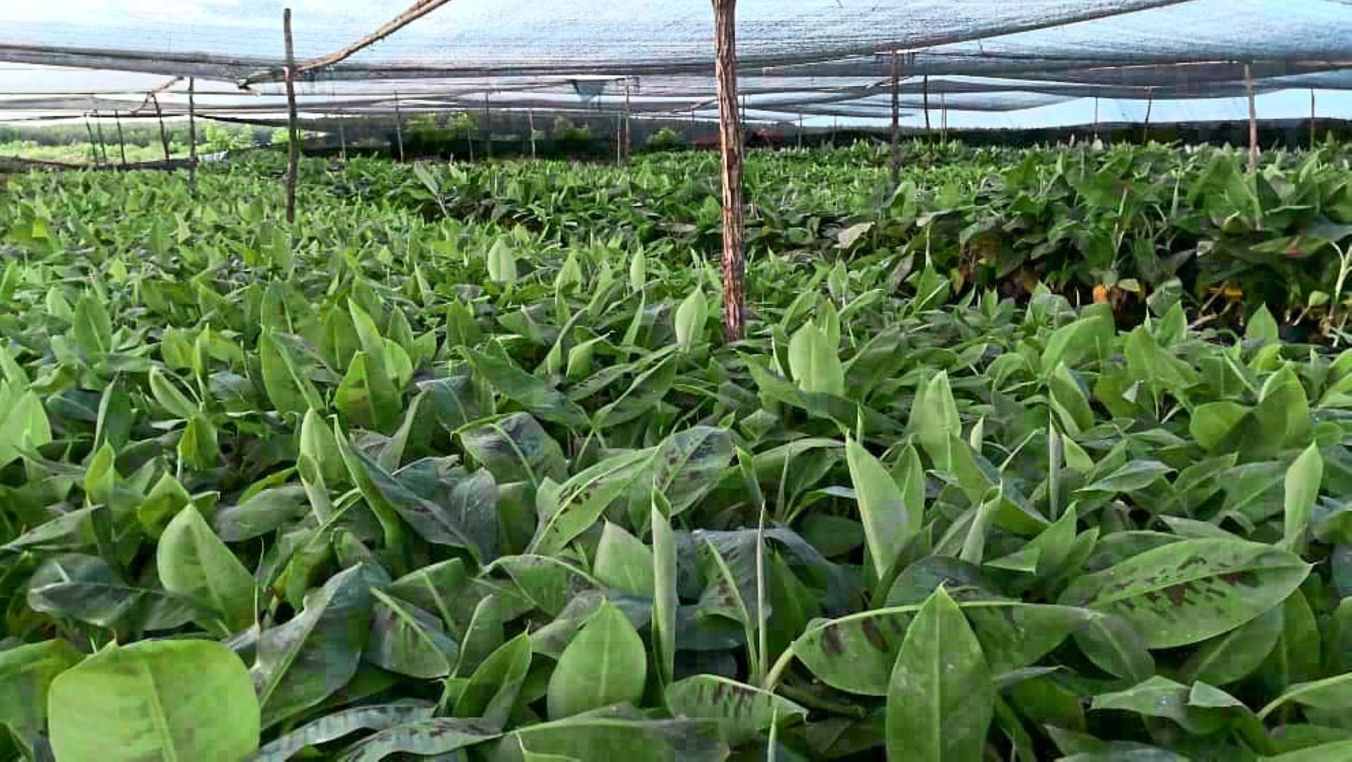 Follow market requirements: Chow says local farmers should consider planting varieties that are in demand in the export market.