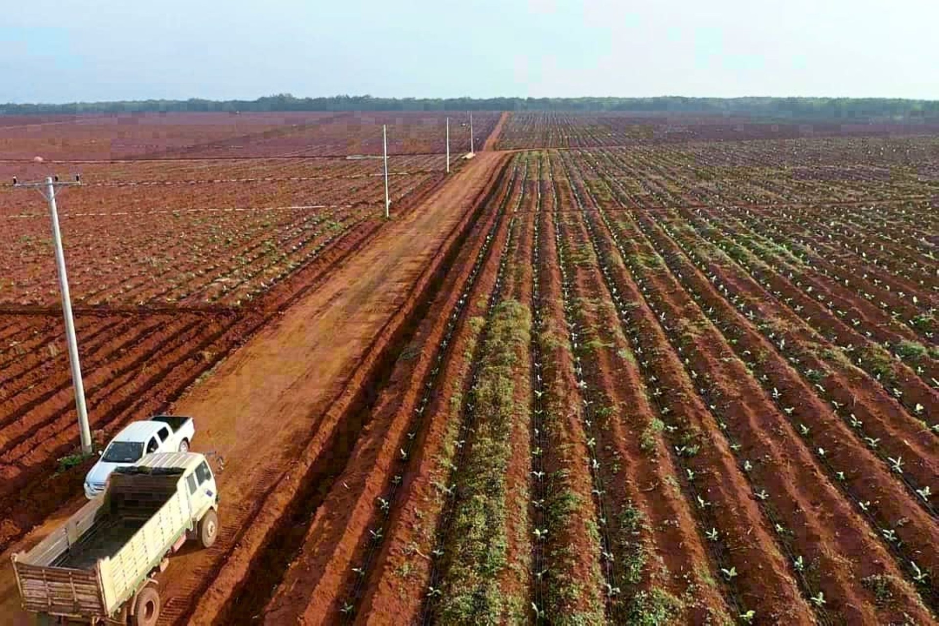 As far as the eye can see: The company has 3,000ha plantation land in Cambodia in partnership with its Chinese affiliates.