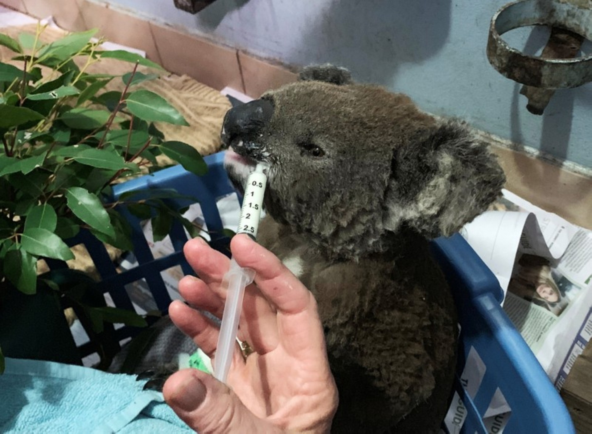 Australian bushfires wipe out half of koala colony, threaten more | The ...