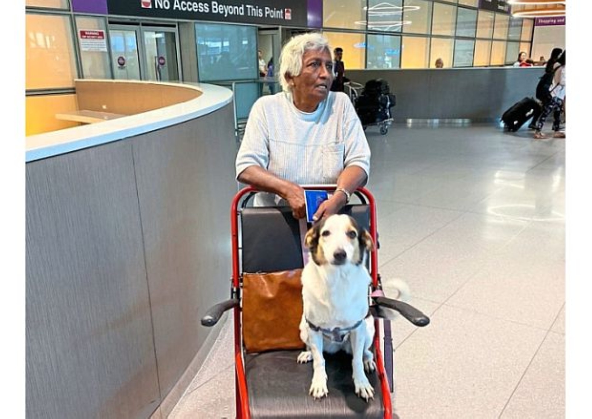 are service dogs happy