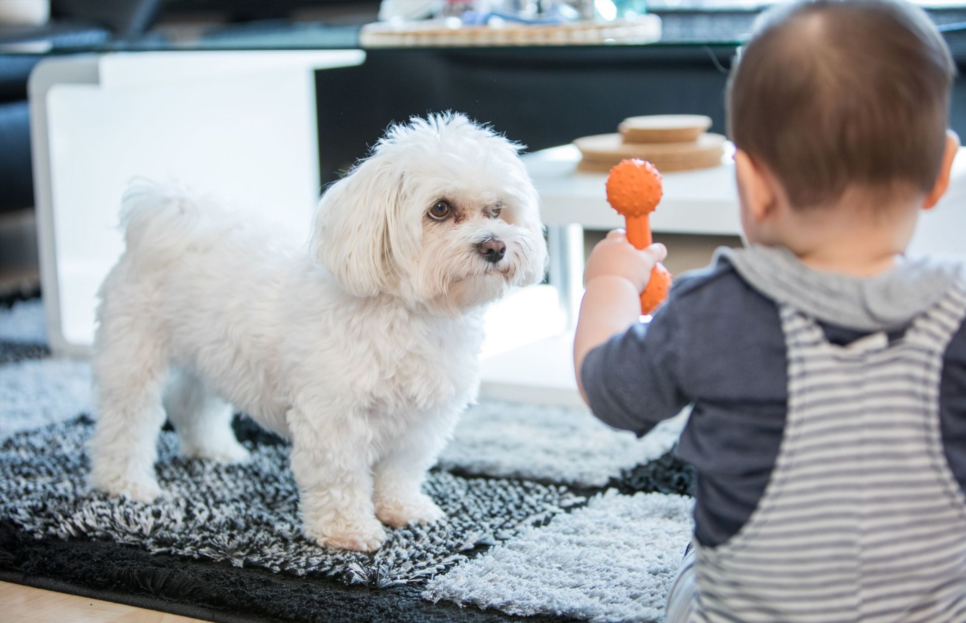 Allowing your child to keep a pet increases his exposure to more varieties of microorganisms, which helps prime his immune system. — dpa