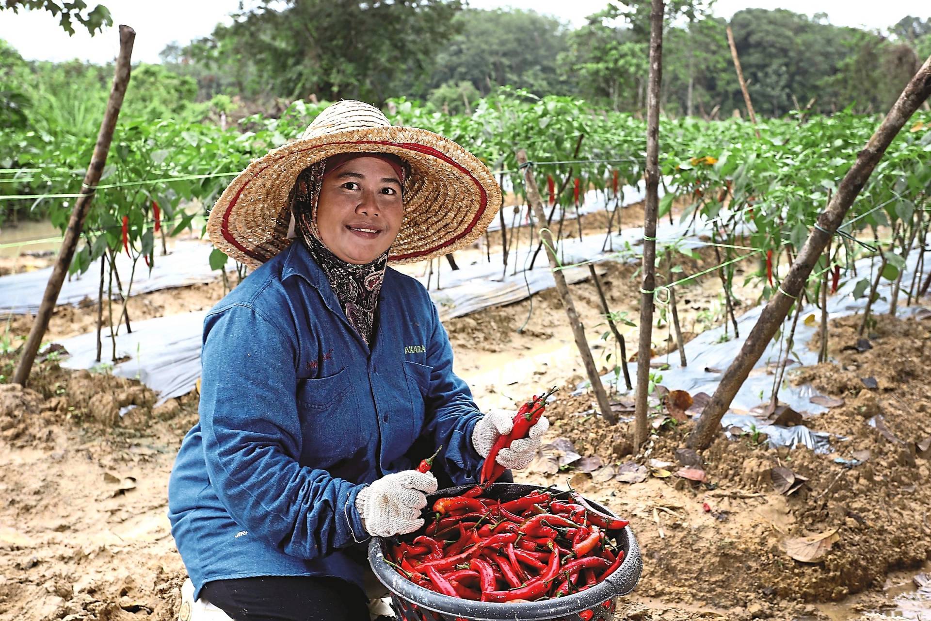The Nestle Chilli Club, which began in Kelantan, has since 2018 been expanded to farmers in Cameron Highlands in Pahang and Kuala Langat in Selangor, bringing the total number of farmers involved in this scheme to 81.