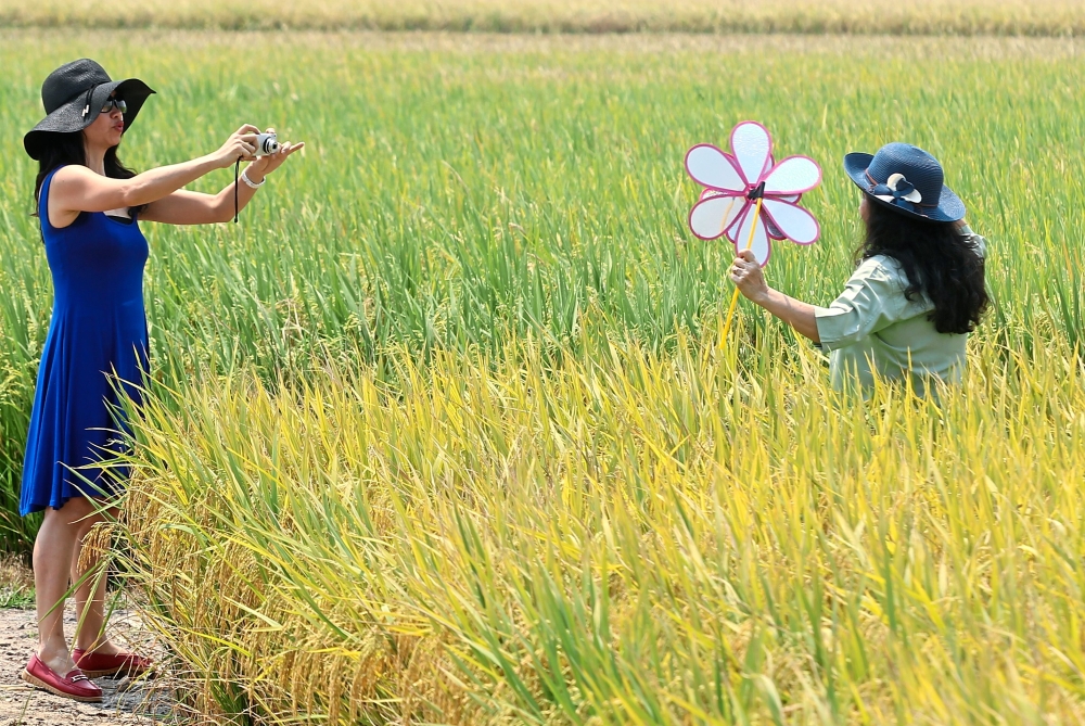 Tourists taking photos in the picturesque paddy fields, one of Sekinchan’s main attractions.