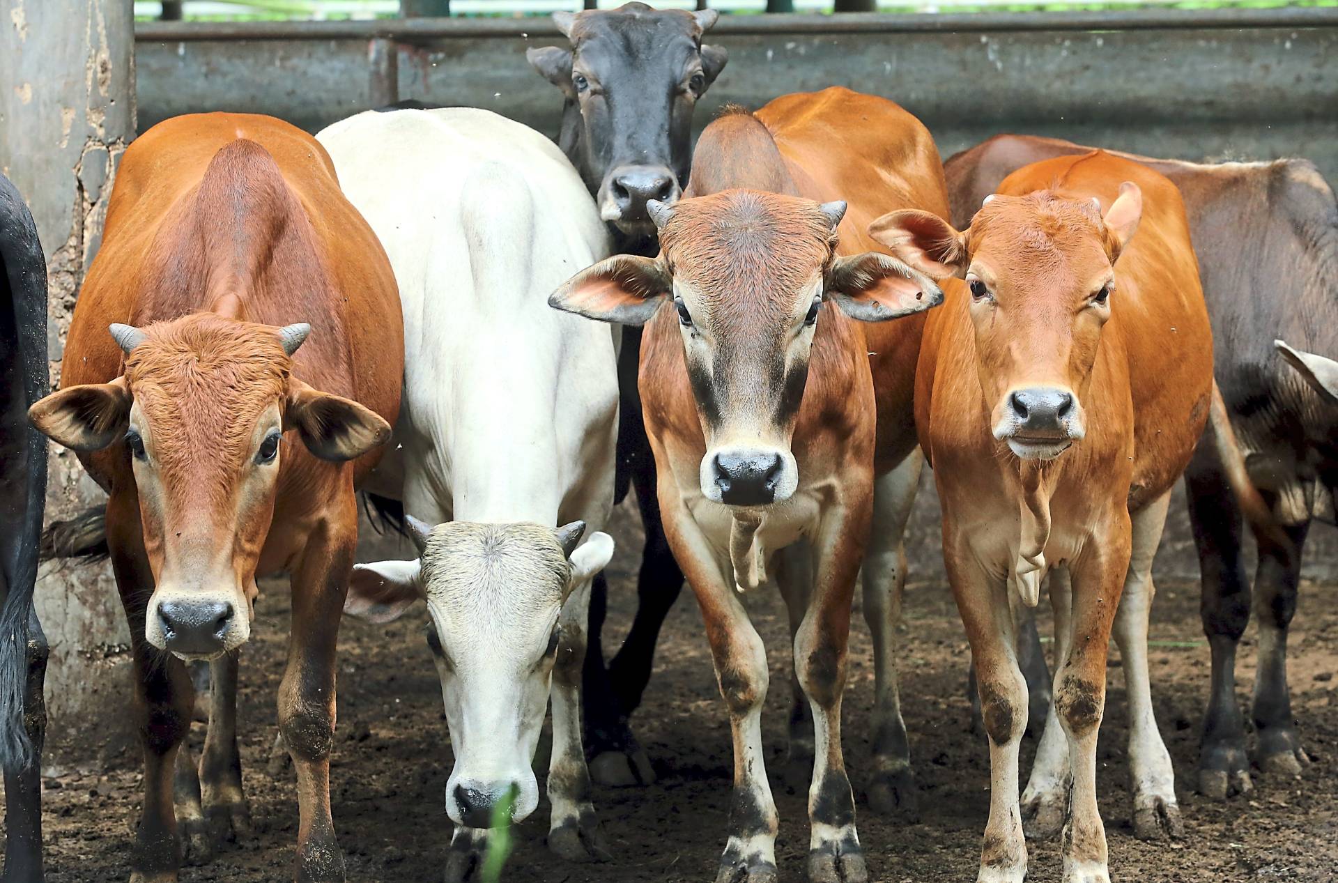 The unnecessary use of antibiotics in animals grown for human consumption, like the cattle seen in this filepic, is one of the practices that is accelerating the spread of antibiotic resistance globally.