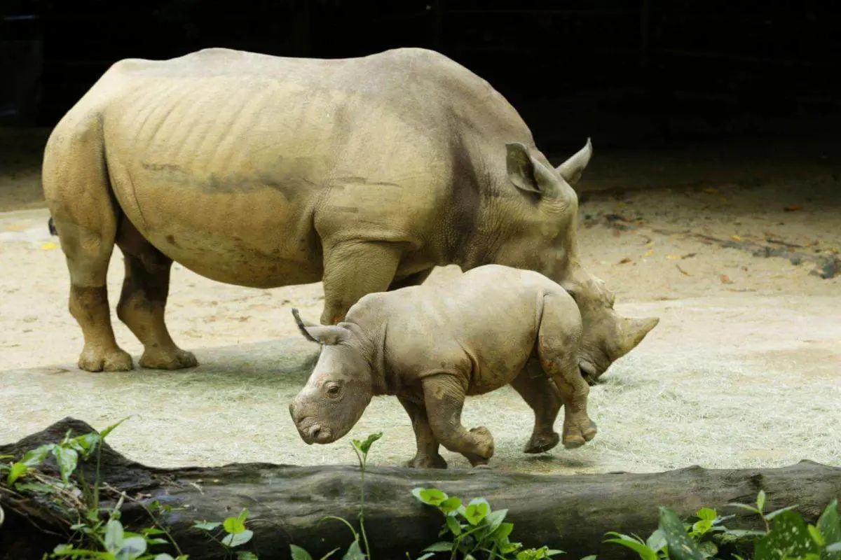 Singapore Zoo welcomes baby female white rhino | The Star
