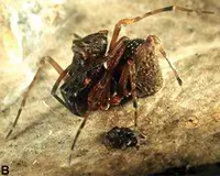 Spider species driven to extinction by Australian bushfires