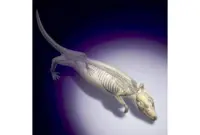 New dinosaur species 