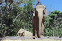 Kelantan Perhilitan successfully relocates elephants to Perak