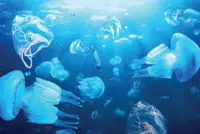 Creating a more sustainable world