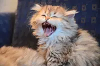 Cat language decoded