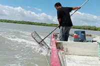 Farmers and Selangor Fisheries Dept take steps to stem declining population, improve harvest