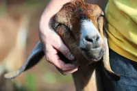 Using the 'super power of goats' to get rid of invasive plants