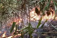 Man arrested for setting fire at forest reserve in Kedah