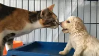 Dogs also restricted at home