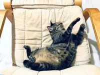 8 tips on how to photograph your pet