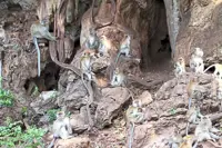 Public urged to let monkeys fend for themselves in the wild