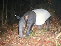Up close and personal with the tapir