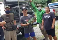 Wife surrenders rare green iguana her husband found by the roadside