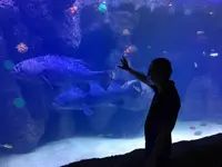 Groupers shying away from humans at oceanarium