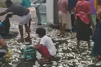 Motorists scoop up free fish after truck overturns on highway exit