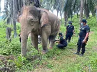 Tawau rangers capture marauding pygmy elephant