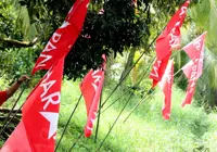 Pakatan not contesting Chini by-election, cites safety and health of voters amid Covid-19 pandemic