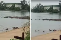 Bevy cute otters romp on deserted Melaka beach