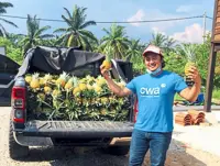 Pineapple farmers seek better income