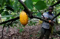 Child labour on Ivory Coast cocoa farms rises during pandemic, study finds