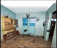 Penang city council issues notices to two unit owners for breeding pigeons in Rifle Range flats