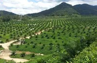 Oriental eyes replanting 340 ha of oil palm