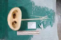 ‘Alien-like’ creature resembling E.T. discovered in ancient area of Pacific seafloor