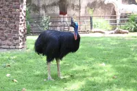 No partner in sight for Pakistan's only cassowary, lonely for decades
