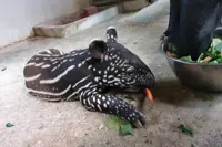 Singapore Night Safari welcomes birth of first male Malayan tapir in close to a decade