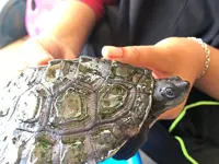 Sick Malaysian wild terrapins saved by social media SOS