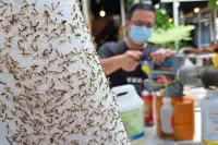 Midges bugging the neighbourhood