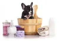 Dog Talk: Tips for a happy bath time for your furries