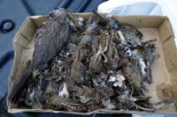 80 sparrows found dead, allegedly poisoned by farmer